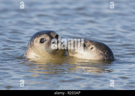 Seehunde (Phoca vitulina). Zwei Jugendliche schwimmen in der Nordsee, Deutschland Stockfoto