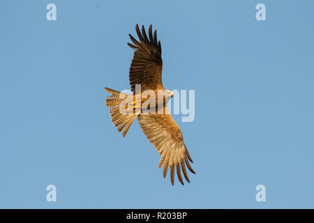 Schwarzmilan (Milvus Migrans), Erwachsene im Flug. Deutschland Stockfoto