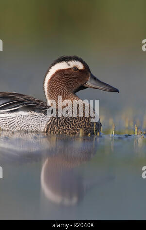 Krickente (Anas querquedula). Drake in der Zucht Gefieder auf dem Wasser. Deutschland Stockfoto