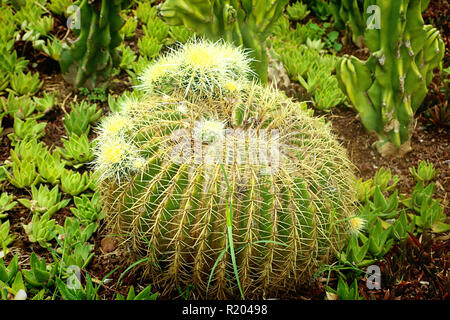 Mexiko sukkulente Pflanze in den exotischen Garten, Detail Stockfoto