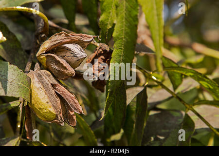 Pekannuss Reifung auf dem Baum. Selektiver Fokus verwendet. Bauernhof Herbst Landschaft bei schönem Wetter Stockfoto