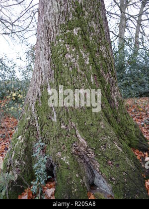 Eine britische penny Baum, wo Pennies in einem Protokoll für gutes Glück gehämmert werden Stockfoto