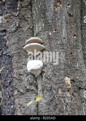 Eine britische penny Baum, wo Pennies in einem Protokoll für gutes Glück gehämmert werden Stockfoto