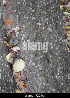 Eine britische penny Baum, wo Pennies in einem Protokoll für gutes Glück gehämmert werden Stockfoto