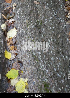 Eine britische penny Baum, wo Pennies in einem Protokoll für gutes Glück gehämmert werden Stockfoto