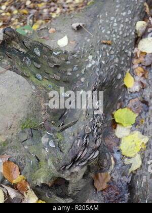 Eine britische penny Baum, wo Pennies in einem Protokoll für gutes Glück gehämmert werden Stockfoto