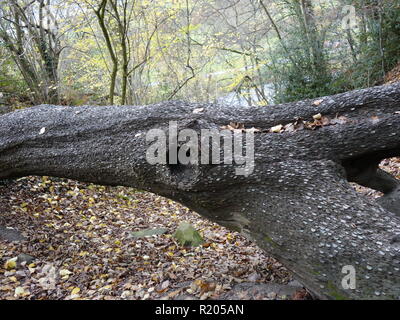 Eine britische penny Baum, wo Pennies in einem Protokoll für gutes Glück gehämmert werden Stockfoto