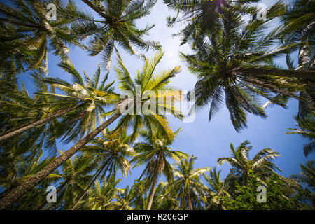 Ansicht von unten nach oben über einige Palmen mit einem blauen Himmel im Hintergrund, Phuket, Thailand. Stockfoto