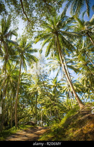 Schöne Landschaft mit einem Weg von grünen Palmen, Phuket, Thailand umgeben. Stockfoto