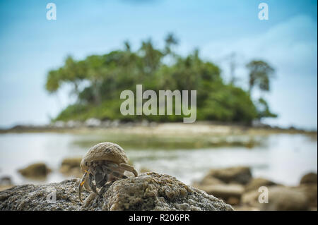 Eine kleine Krabbe auf einem Felsen und eine kleine grüne Insel im Hintergrund, Phuket, Thailand. Stockfoto