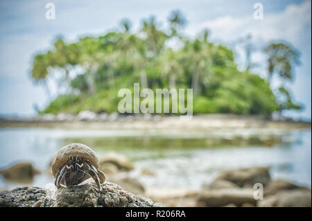 Eine kleine Krabbe auf einem Felsen und eine kleine grüne Insel im Hintergrund, Phuket, Thailand. Stockfoto