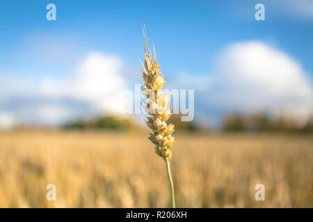 Finnische Weizenfeld. Kajaani, Finnland Stockfoto