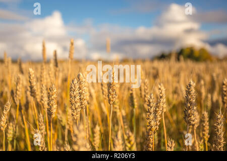 Finnische Weizenfeld. Kajaani, Finnland Stockfoto