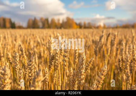 Finnische Weizenfeld. Kajaani, Finnland Stockfoto