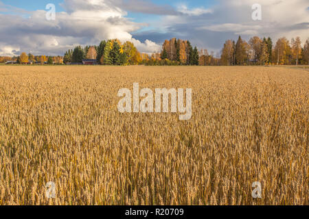 Finnische Weizenfeld. Kajaani, Finnland Stockfoto