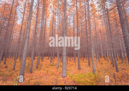 Herbst Wald Blick von Kuopio, Finnland. Stockfoto