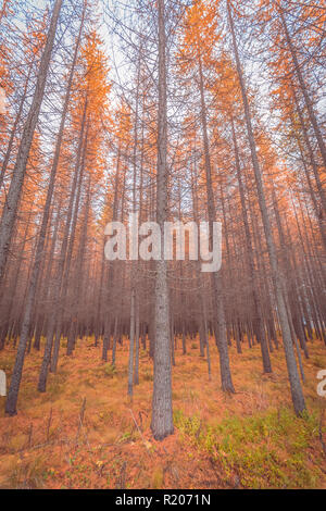 Herbst Wald Blick von Kuopio, Finnland. Stockfoto