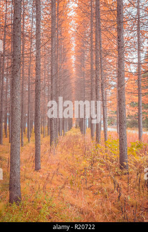 Herbst Wald Blick von Kuopio, Finnland. Stockfoto