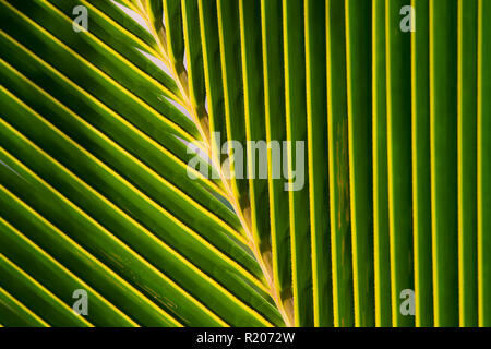 Nahaufnahme eines Palm Leaf, Schafft ein natürliches Muster. Stockfoto