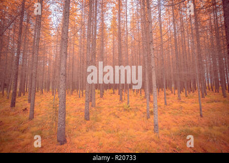 Herbst Wald Blick von Kuopio, Finnland. Stockfoto