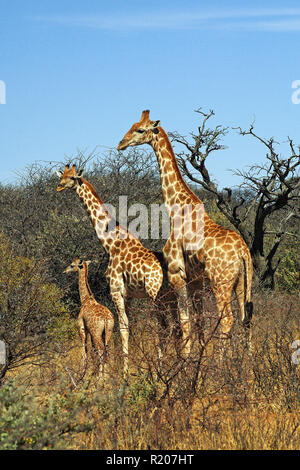 Zwei angolanischen Giraffen oder Namibischen Giraffen (Giraffa Camelopardalis angolensis) mit Kalb in der Savanne, Etosha Nationalpark, Namibia, Afrika Stockfoto