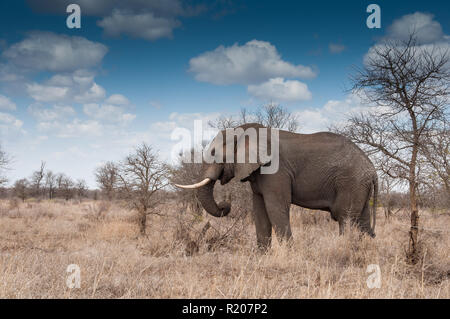 Großer Elefant tusker im Kruger National Park Stockfoto