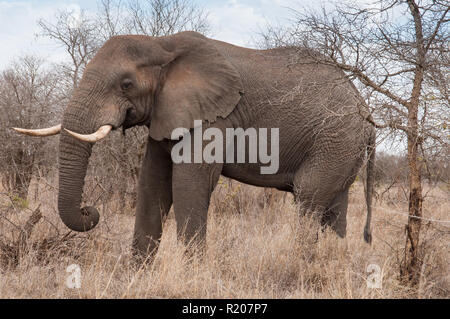 Großer Elefant tusker im Kruger National Park Stockfoto