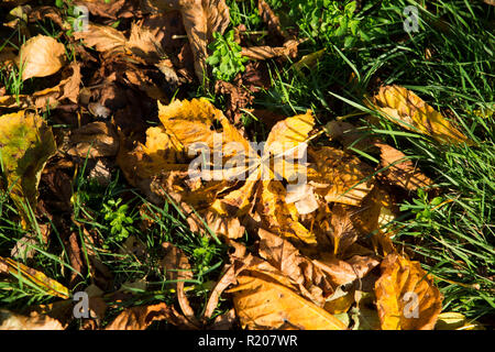 Blätter im Herbst an einem sonnigen Tag im Herbst im ländlichen England Stockfoto