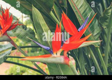 Frische orange Bird of paradise flower Bündel tagsüber in der Natur für Leidenschaft, Erholung, reisen, Jahreszeit, Zeit, Urlaub, Landwirtschaft und Schönheit Konzept Stockfoto
