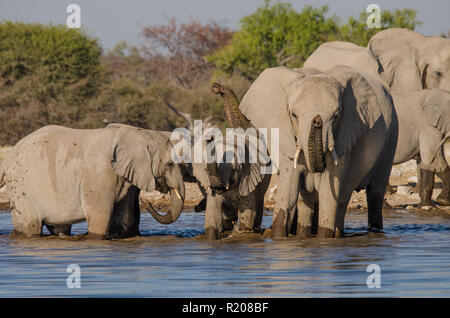 Elefantenherde Trinkwasser auf Klein Namutoni in Etosha National Park Stockfoto