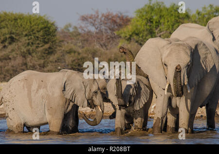 Elefantenherde Trinkwasser auf Klein Namutoni in Etosha National Park Stockfoto