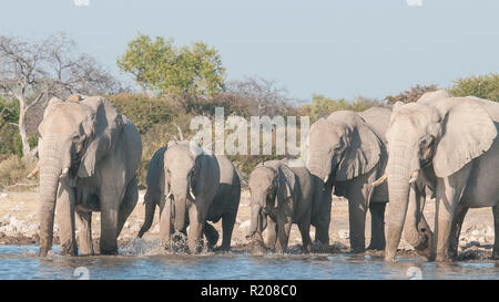 Elefantenherde Trinkwasser auf Klein Namutoni in Etosha National Park Stockfoto