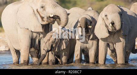 Elefantenherde Trinkwasser auf Klein Namutoni in Etosha National Park Stockfoto