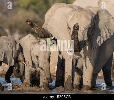 Elefantenherde Trinkwasser auf Klein Namutoni in Etosha National Park Stockfoto