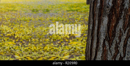 Bunte Herbst Hintergründe. Gelbe Blätter fallen von den Bäumen zu Boden. Nach RAINNING Stockfoto