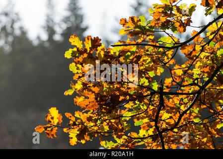 Die Blätter einer Eiche im Herbst Stockfoto