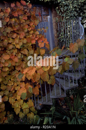 Vitis coignetiae auf Metall Wendeltreppe Stockfoto