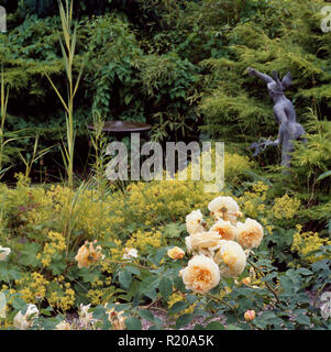 Creme Rosen und Kalk alchemilla Mollis in Grenzregionen Stockfoto