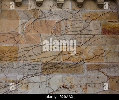 Die rote Kriechgang Pflanze mit kleinen gelben Blume auf grunge altes Haus Wand Stockfoto