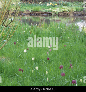 Lila und Weiß fritillaries wachsen in langen Gras neben Stream Stockfoto