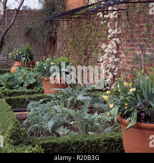 Töpfe von Frühling Birnen in ummauerten Gemüsegarten mit niedrigen Kasten Bekanten Stockfoto