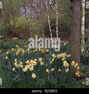 Gelbe Narzissen und schlanken Birken im Frühling Garten Stockfoto
