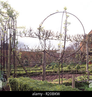 Espaliered Obst Baum und kreisförmigen Rahmens in Walled Garden Stockfoto