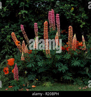 Rosa und Orange Lupinen im Sommer Grenze Stockfoto