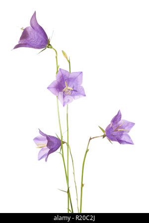 Glockenblumen isoliert auf Weiss. Campanula rotundifolia Stockfoto