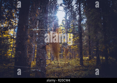 Sonnige Herbst Wald Blick von Kuopio, Finnland. Stockfoto