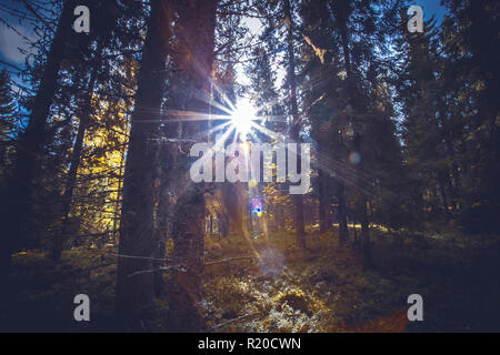 Sonnige Herbst Wald Blick von Kuopio, Finnland. Stockfoto