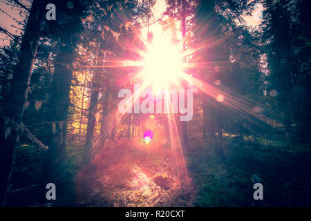 Sonnige Herbst Wald Blick von Kuopio, Finnland. Stockfoto