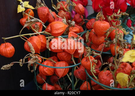 Winter Kirsche, Physalis rubro Früchte ernten. Physalis Blumen, Boden Kirsche oder Winter Kirsche im Herbst Garten. Stockfoto