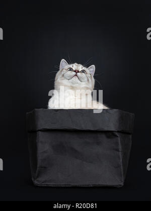 Super niedliches Blue Tabby Point Britisch Kurzhaar Katze Kätzchen sitzend in schwarzem Papier Beutel, oben zu schauen. Auf schwarzem Hintergrund isoliert. Stockfoto